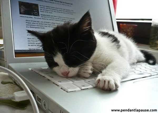 Un chat dort sur un clavier
