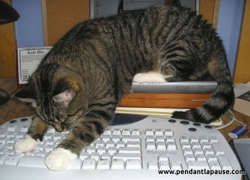 Un chat joue avec un clavier