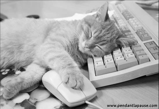 Un chat se sert d'un clavier comme coussin