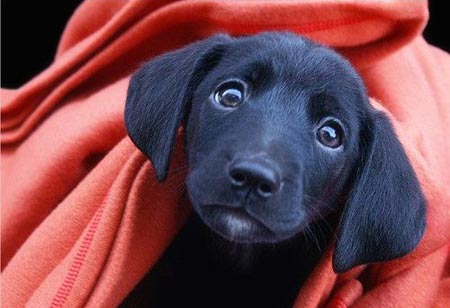 chien noir dans une couverture rouge